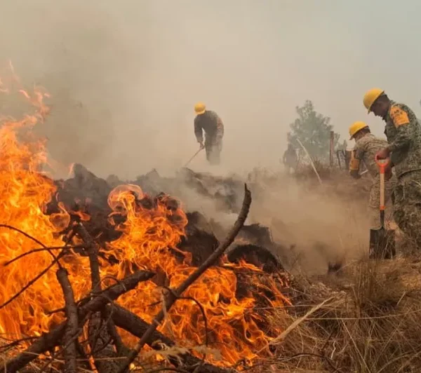 Para combatir la deforestación en la Sierra Negra, el Gobierno de Puebla instalará un vivero de germoplasma y frutales en la región.