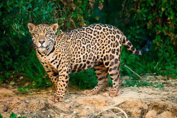 La Semarnat anunció nuevas acciones en el sureste del país para reforzar la protección del jaguar; sigue catalogada en riesgo de extinción. FOTO: Forbes,