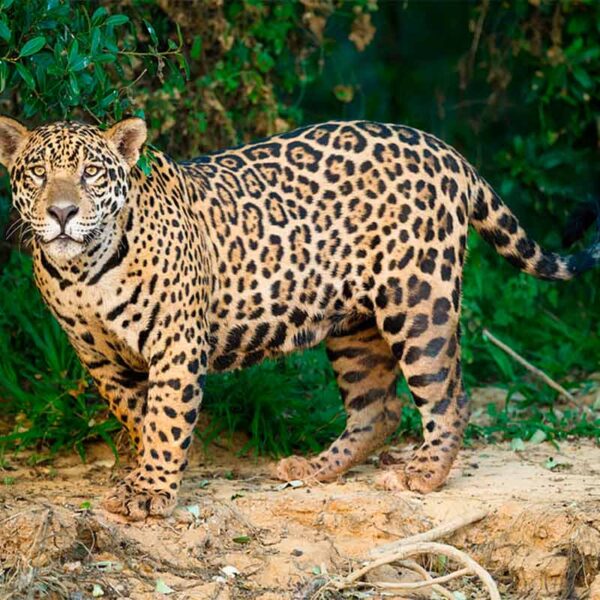 La Semarnat anunció nuevas acciones en el sureste del país para reforzar la protección del jaguar; sigue catalogada en riesgo de extinción. FOTO: Forbes,