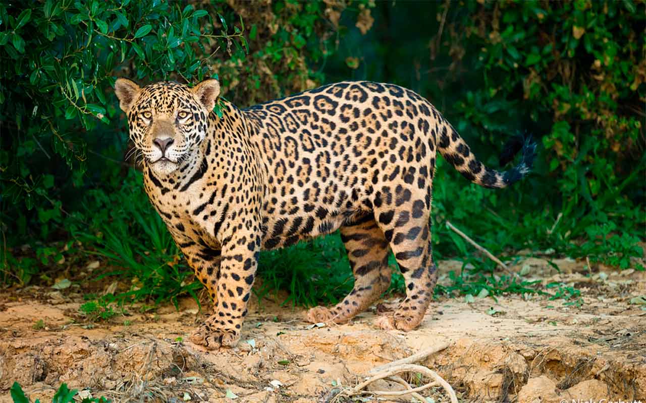 Semarnat refuerza acciones en el sureste para proteger al jaguar, especie en riesgo de extinción