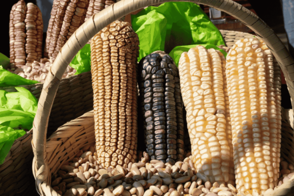maíz mexicano.
