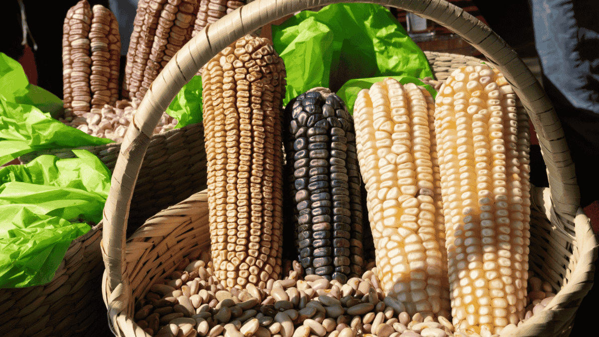 maíz mexicano.