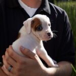 Este jueves y viernes, lánzate a las jornadas de adopción en la Rivera Anaya y Los Héroes; encuentra a tu compañero ideal. FOTO: Purina.