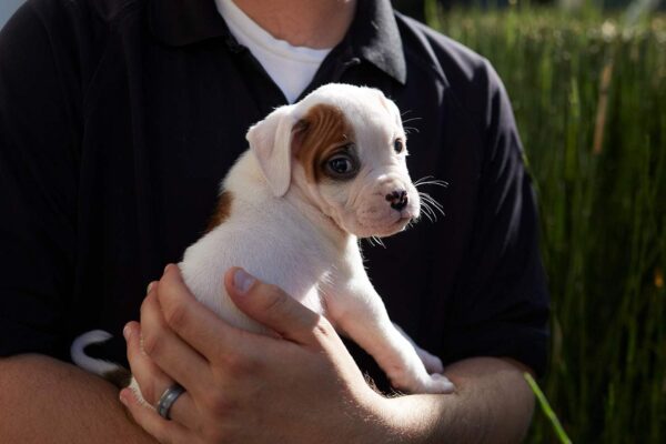 Este jueves y viernes, lánzate a las jornadas de adopción en la Rivera Anaya y Los Héroes; encuentra a tu compañero ideal. FOTO: Purina.