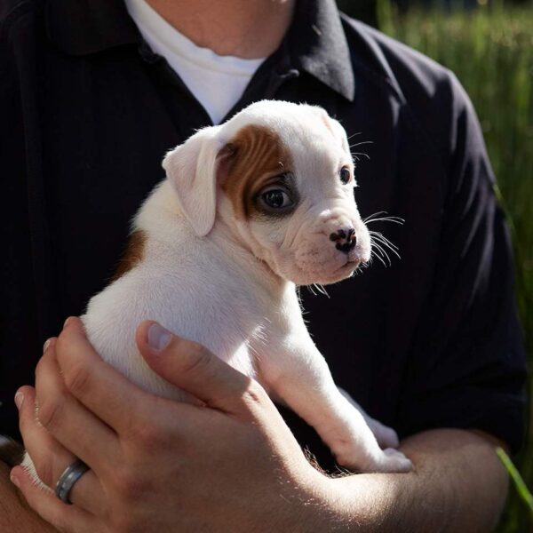 Este jueves y viernes, lánzate a las jornadas de adopción en la Rivera Anaya y Los Héroes; encuentra a tu compañero ideal. FOTO: Purina.