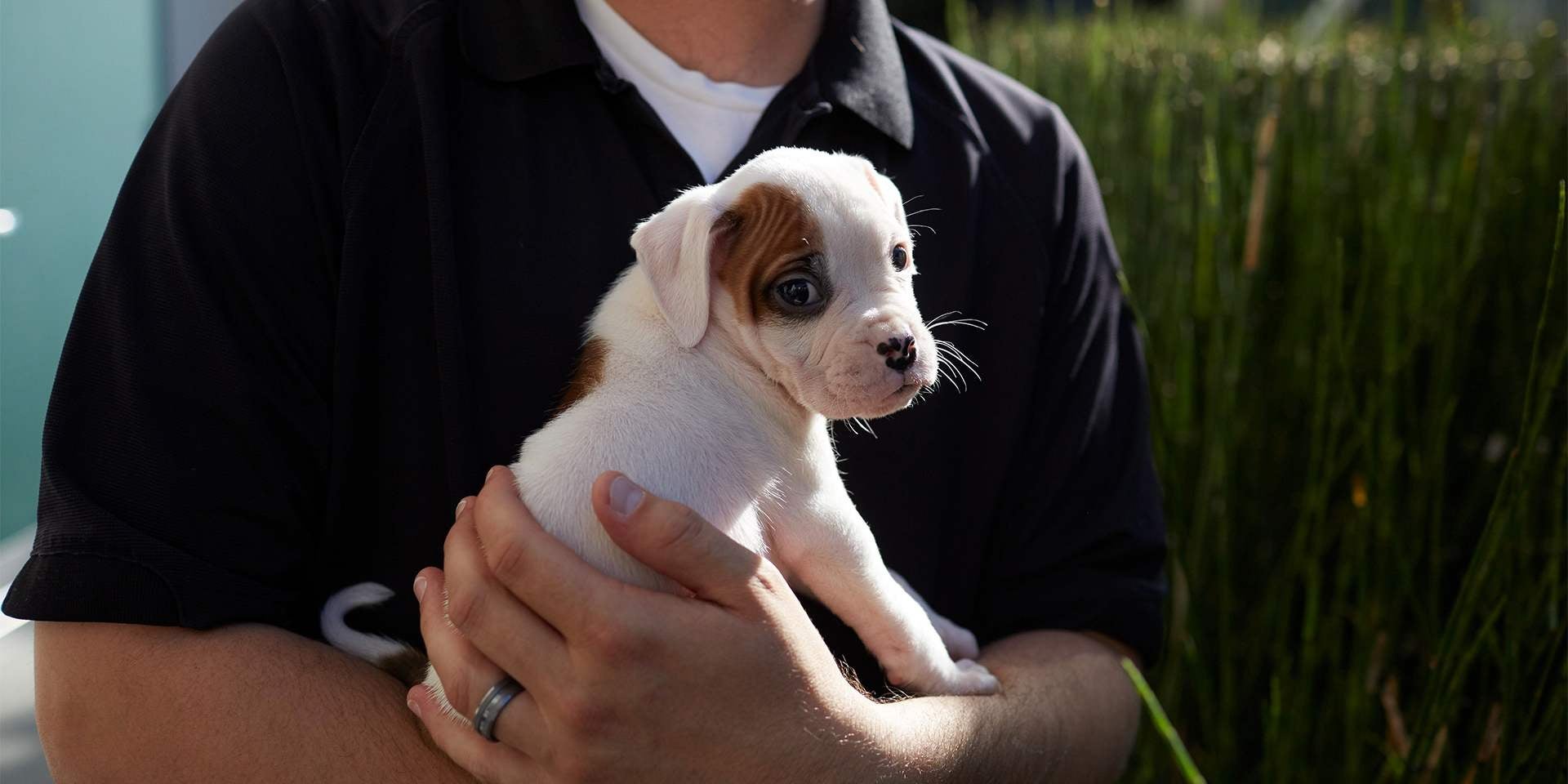 Este jueves y viernes, lánzate a las jornadas de adopción en la Rivera Anaya y Los Héroes; encuentra a tu compañero ideal. FOTO: Purina.
