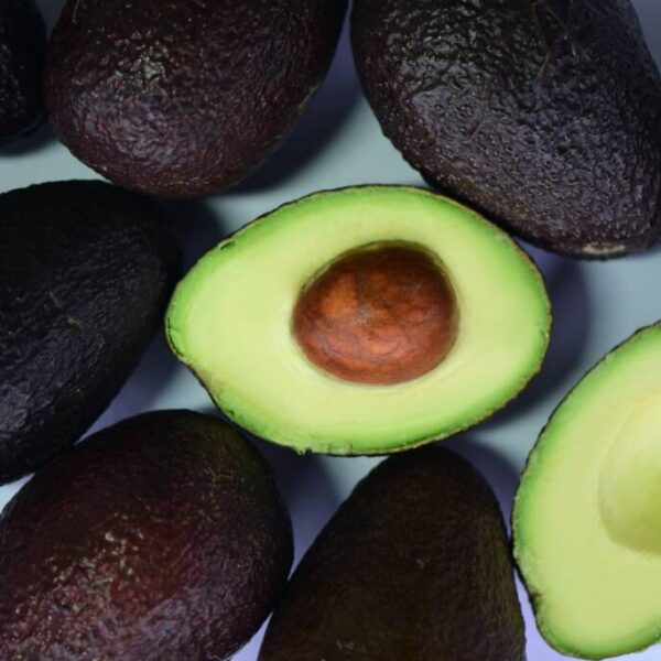 Aguacate. Foto: Agro Lucava.