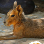 El gobierno municipal de Tehuacán ha comenzado a explorar alternativas para evitar la desaparición del zoológico "El Club de los Animalitos".