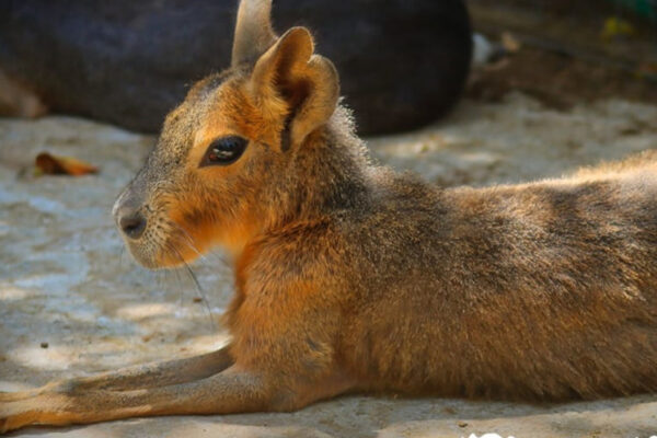 El gobierno municipal de Tehuacán ha comenzado a explorar alternativas para evitar la desaparición del zoológico "El Club de los Animalitos".
