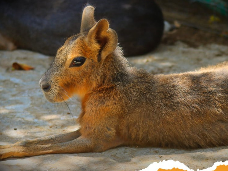 Analizan rescate del zoológico “El Club de los Animalitos” en Tehuacán tras anuncio de cierre