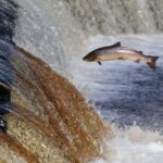 El deterioro de los ecosistemas de agua dulce ha encendido alertas a nivel global, ONU advierte acelerada caída de especies clave para el equilibrio ambiental. FOTO: Humphreys.