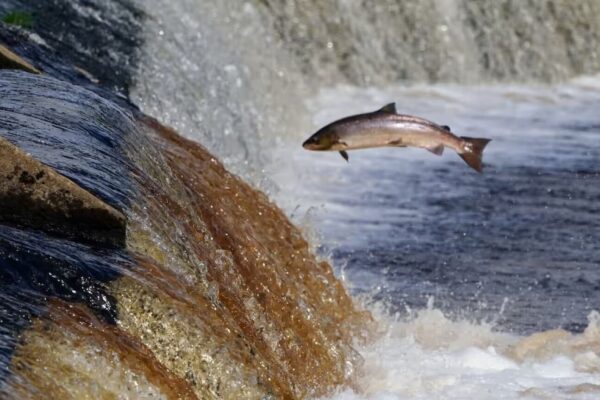El deterioro de los ecosistemas de agua dulce ha encendido alertas a nivel global, ONU advierte acelerada caída de especies clave para el equilibrio ambiental. FOTO: Humphreys.
