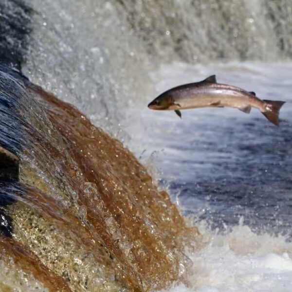 El deterioro de los ecosistemas de agua dulce ha encendido alertas a nivel global, ONU advierte acelerada caída de especies clave para el equilibrio ambiental. FOTO: Humphreys.