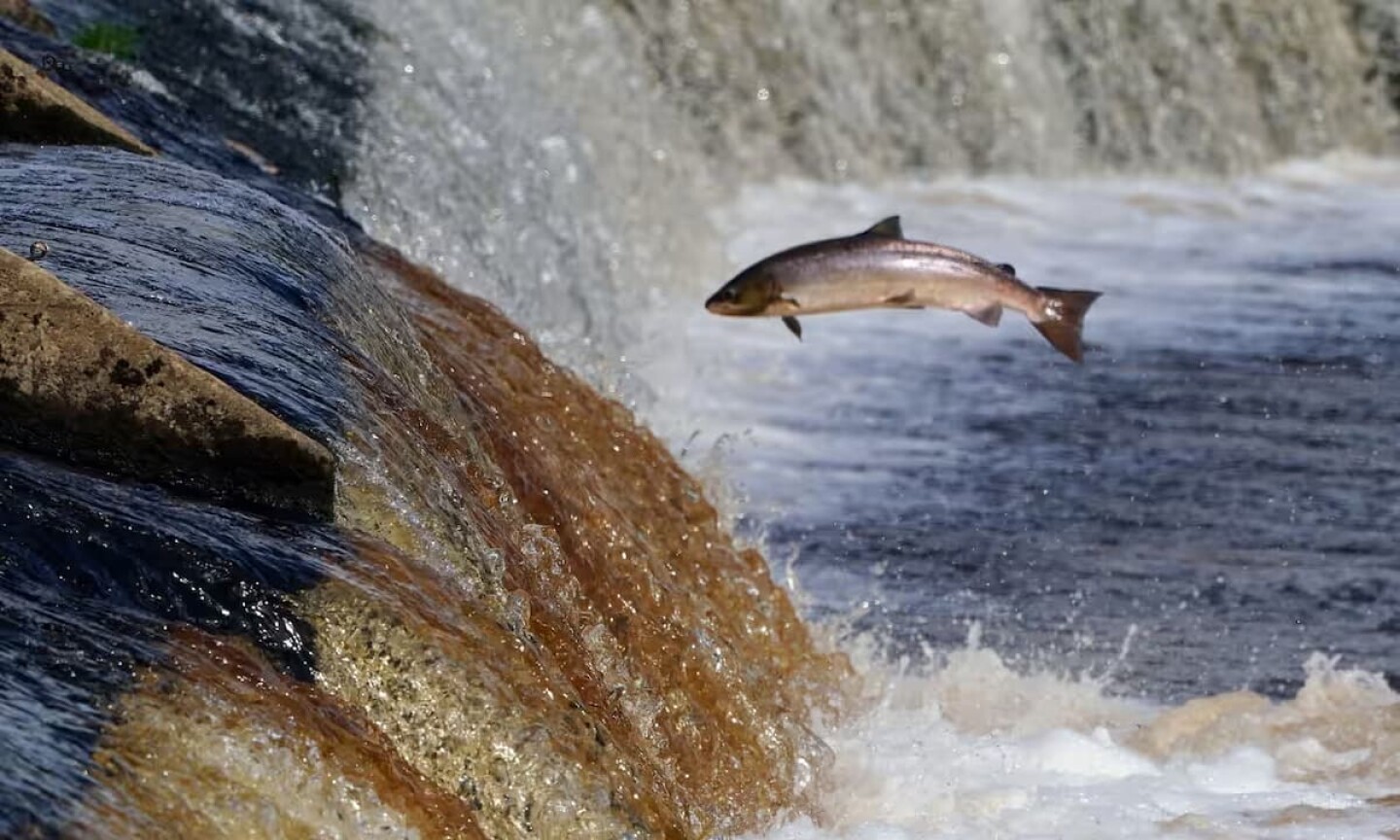 Peces migratorios de agua dulce caen 81% desde 1970 y enfrentan riesgo global de extinción, informa ONU