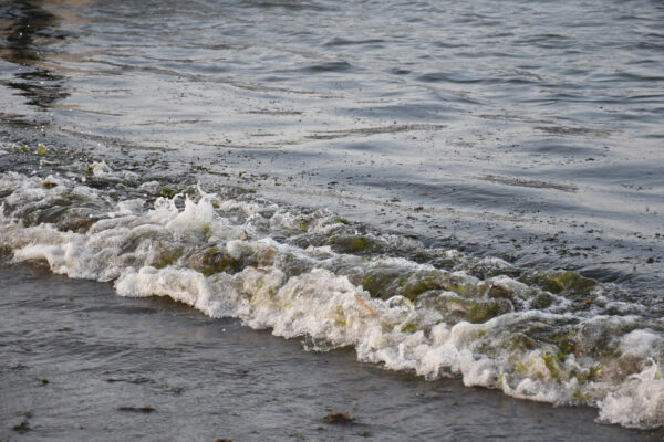 Claudia Sheinbaum desmintió una imagen difundida por Greenpeace México sobre un supuesto derrame masivo en el Golfo de México y la calificó como “falsa”. FOTO: EFE/ Miguel Victória.