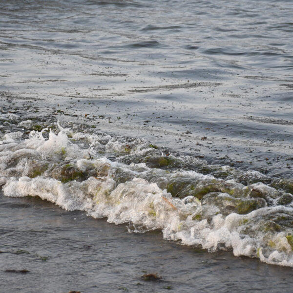 Claudia Sheinbaum desmintió una imagen difundida por Greenpeace México sobre un supuesto derrame masivo en el Golfo de México y la calificó como “falsa”. FOTO: EFE/ Miguel Victória.