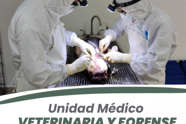 Instituto de Bienestar Animal.