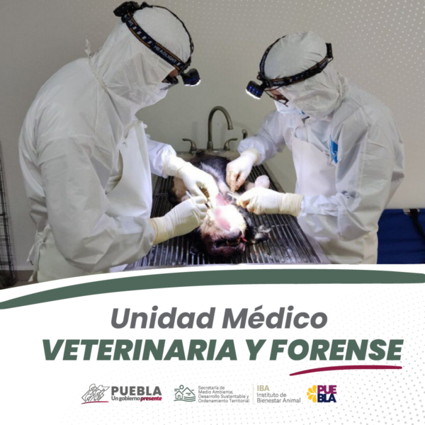 Instituto de Bienestar Animal.