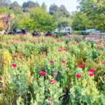 Localizan 400 plantas de amapola en Atempan; es el segundo hallazgo en una semana. FOTO: SSP Puebla.