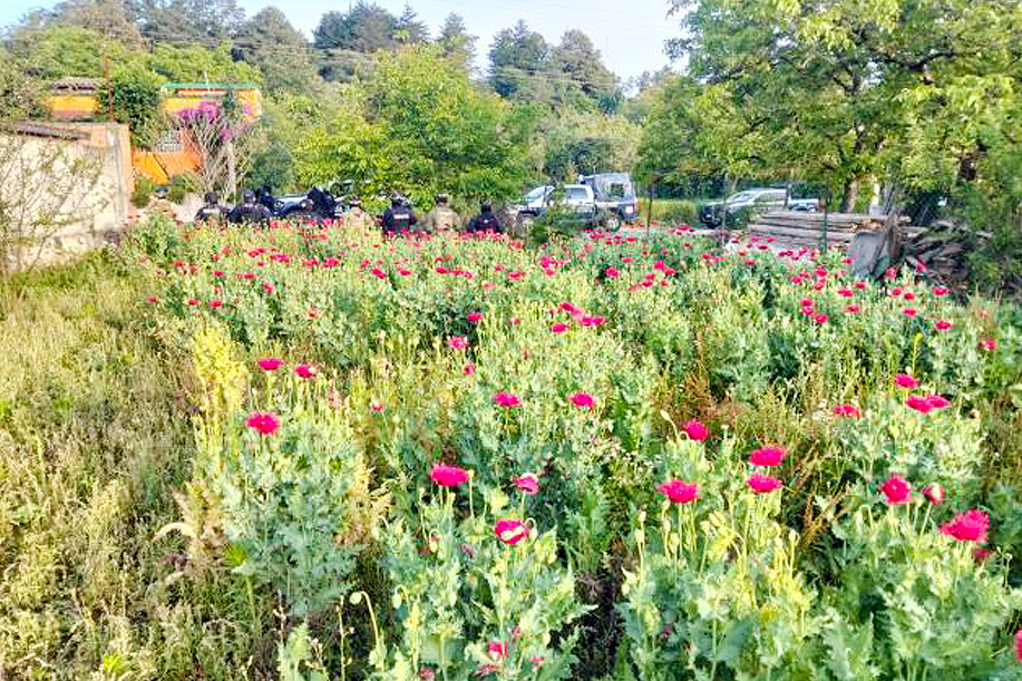 Localizan 400 plantas de amapola en Atempan; es el segundo hallazgo en una semana. FOTO: SSP Puebla.