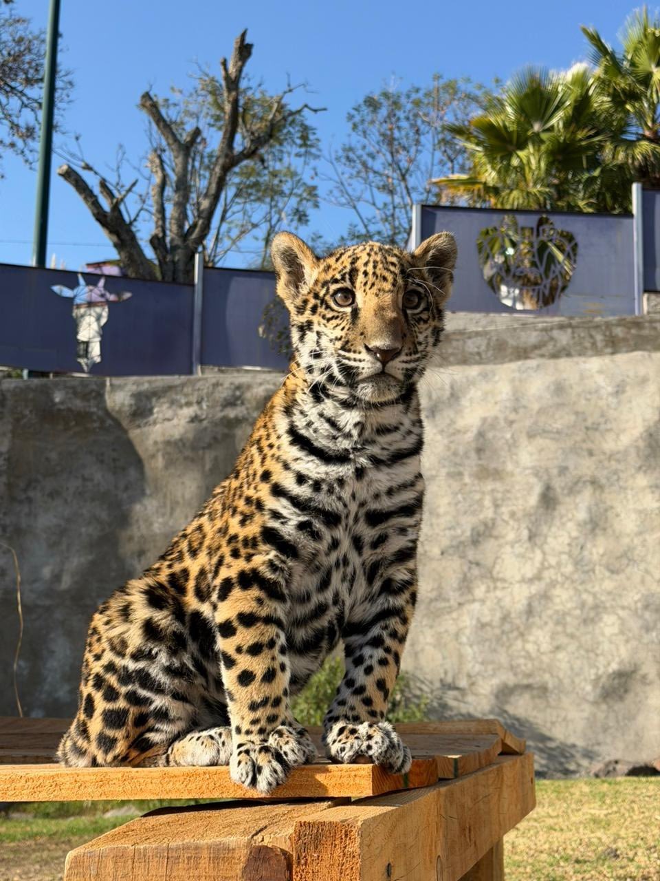 Tlaxcala presume el nacimiento de una pequeña jaguar en el Altiplano