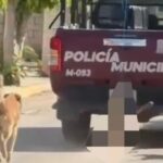 Ayuntamiento de Xochiltepec ofrece disculpas tras video de patrulla arrastrando a un perro. IMAGEN: Redes.