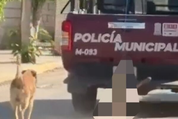 Ayuntamiento de Xochiltepec ofrece disculpas tras video de patrulla arrastrando a un perro. IMAGEN: Redes.