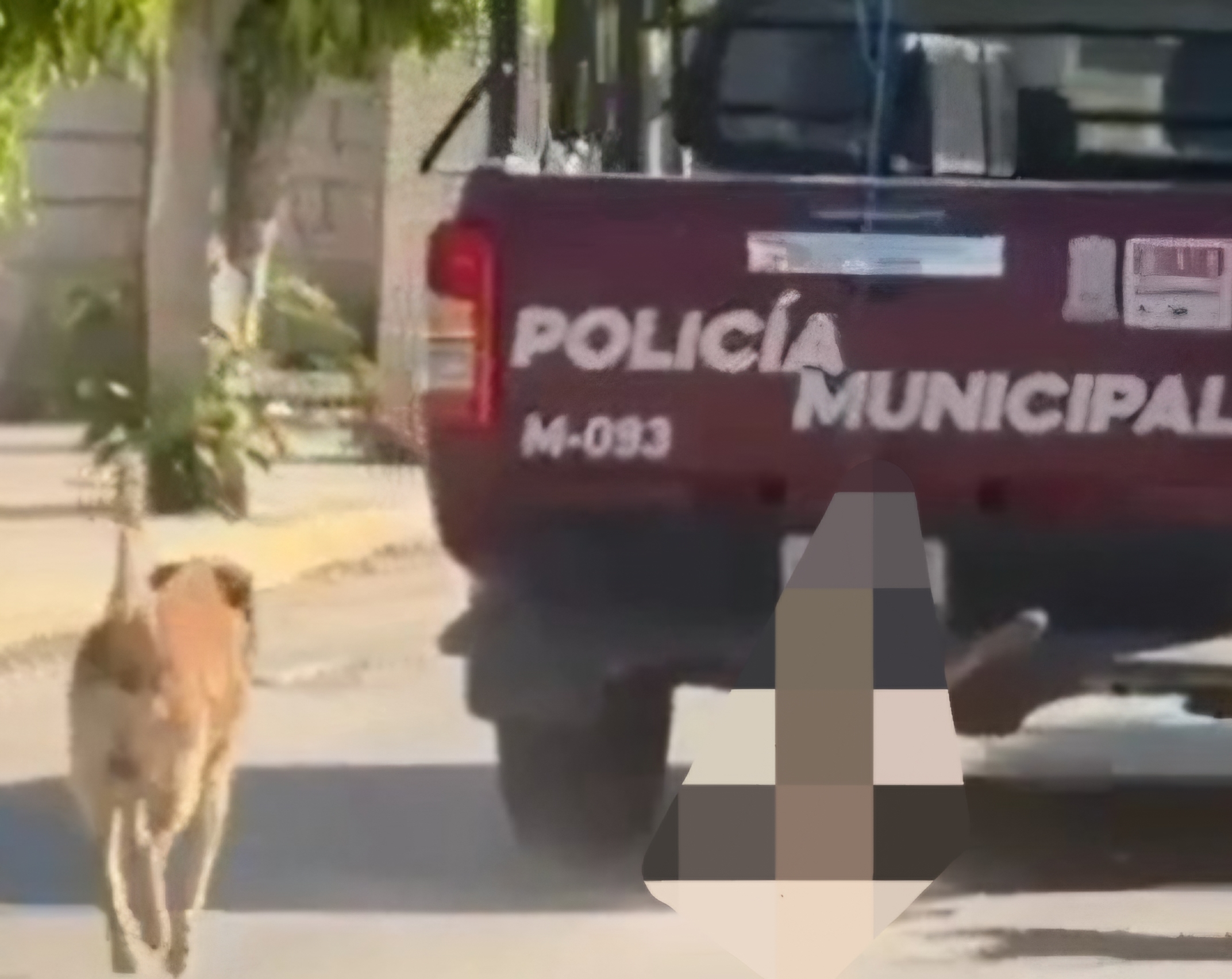 Xochiltepec ofrece disculpa pública tras polémico video de patrulla arrastrando a un perro