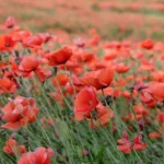 Inteligencia satelital detecta plantío de amapola en Zoquitlán; hay dos narcolaboratorios desmantelados. FOTO: Plantamus.