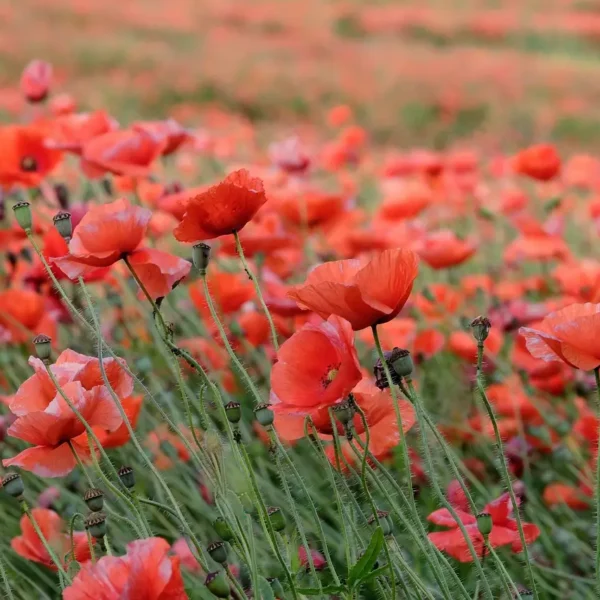 Inteligencia satelital detecta plantío de amapola en Zoquitlán; hay dos narcolaboratorios desmantelados. FOTO: Plantamus.