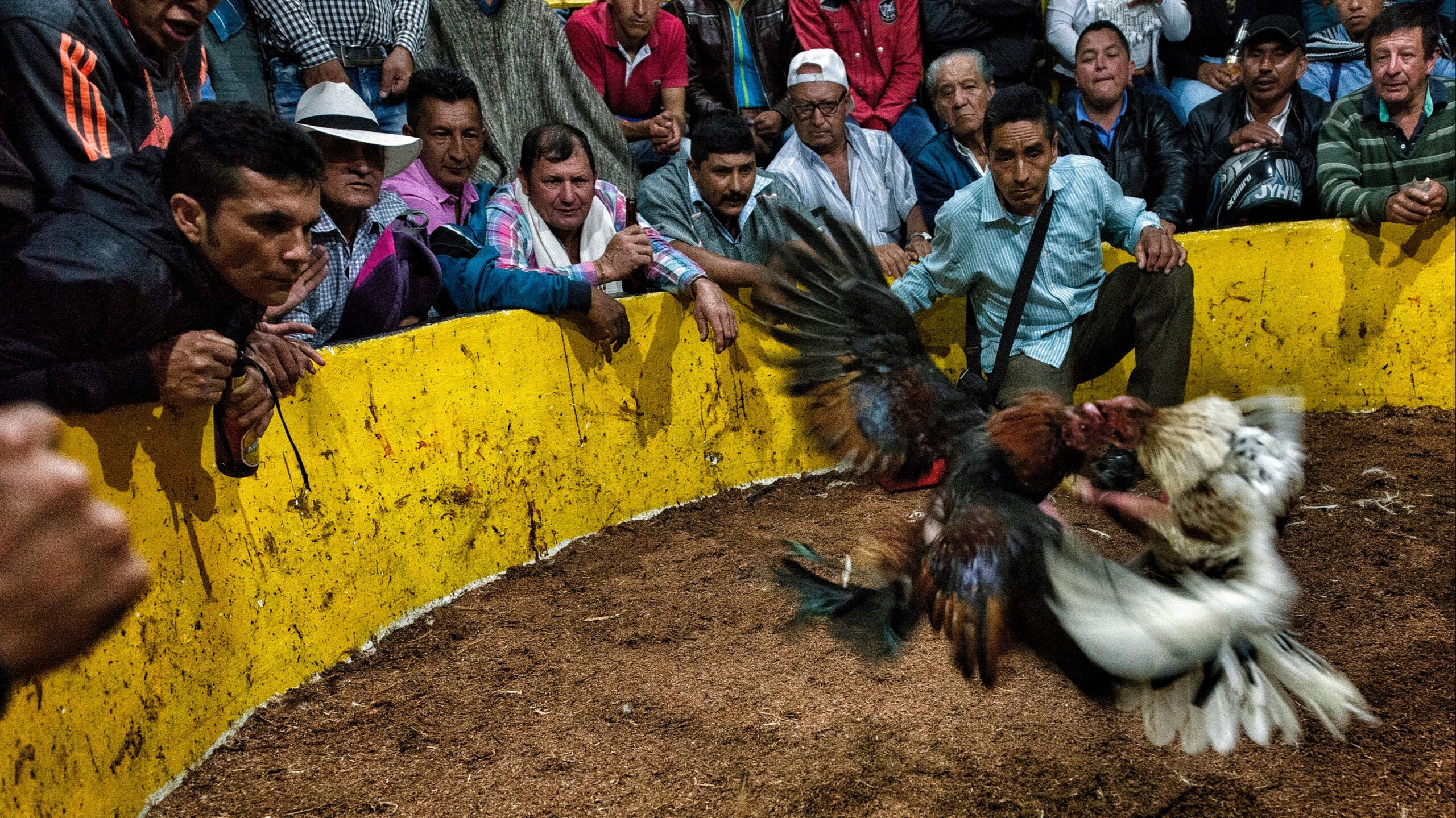 Frenan peleas de gallos en Amixtlán; Bienestar Animal le “corta las alas” al torneo