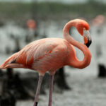 Elisa “La Yuca” negó haber perturbado el hábitat de flamencos en los manglares de Sisal.