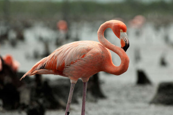 Elisa “La Yuca” negó haber perturbado el hábitat de flamencos en los manglares de Sisal.