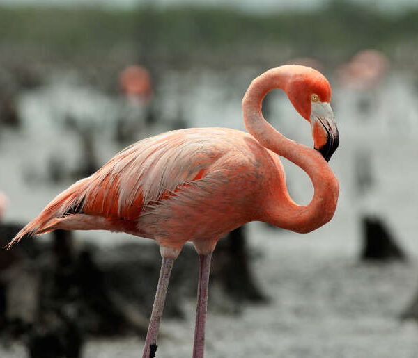 Elisa “La Yuca” negó haber perturbado el hábitat de flamencos en los manglares de Sisal.