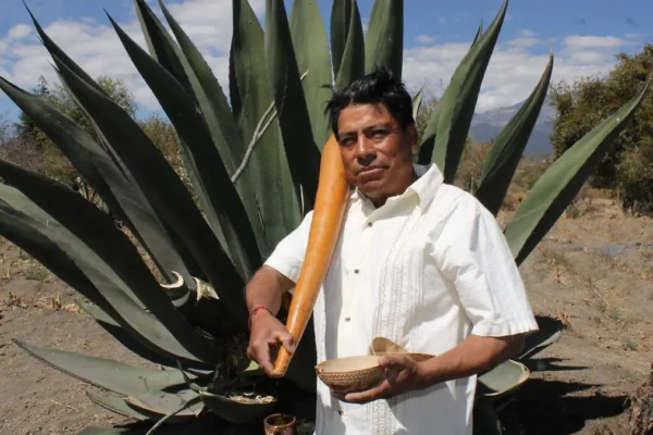 Foto: Sol de México