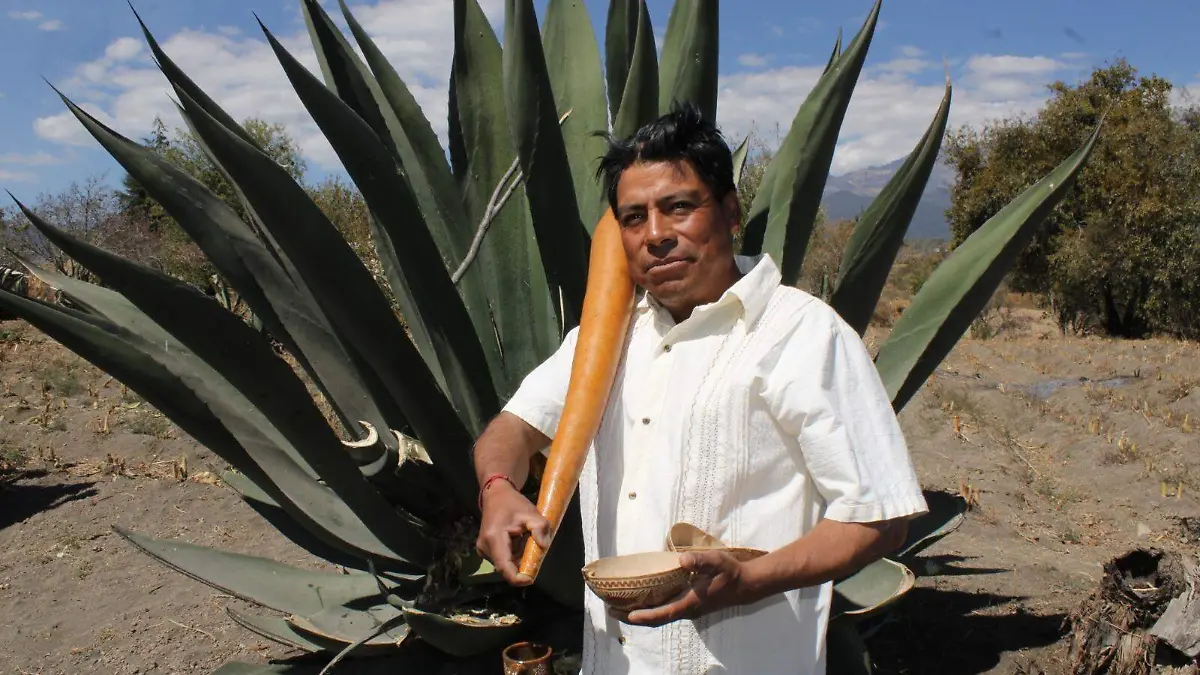 ¿Puebla, la verdadera Cuna del Pulque? Proponen decreto para oficializar su legado ancestral