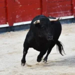 IBA reprobó la decisión del alcalde de Tecali de Herrera por permitir una novillada en Ahuatepec pese a las advertencias sobre crueldad animal.