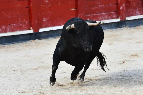 IBA reprobó la decisión del alcalde de Tecali de Herrera por permitir una novillada en Ahuatepec pese a las advertencias sobre crueldad animal.
