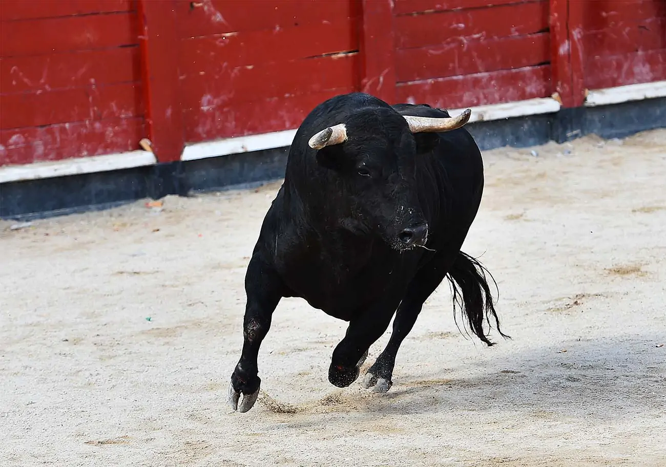 IBA Puebla denuncia omisión del Ayuntamiento de Tecali ante solicitud de cancelar novillada