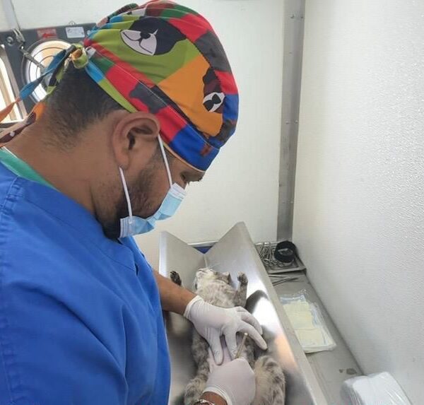 El Gobierno de la Ciudad de Puebla realizó jornadas gratuitas de bienestar animal en distintas colonias como San Esteban, Loma Linda y Los Ángeles Mayorazgo.