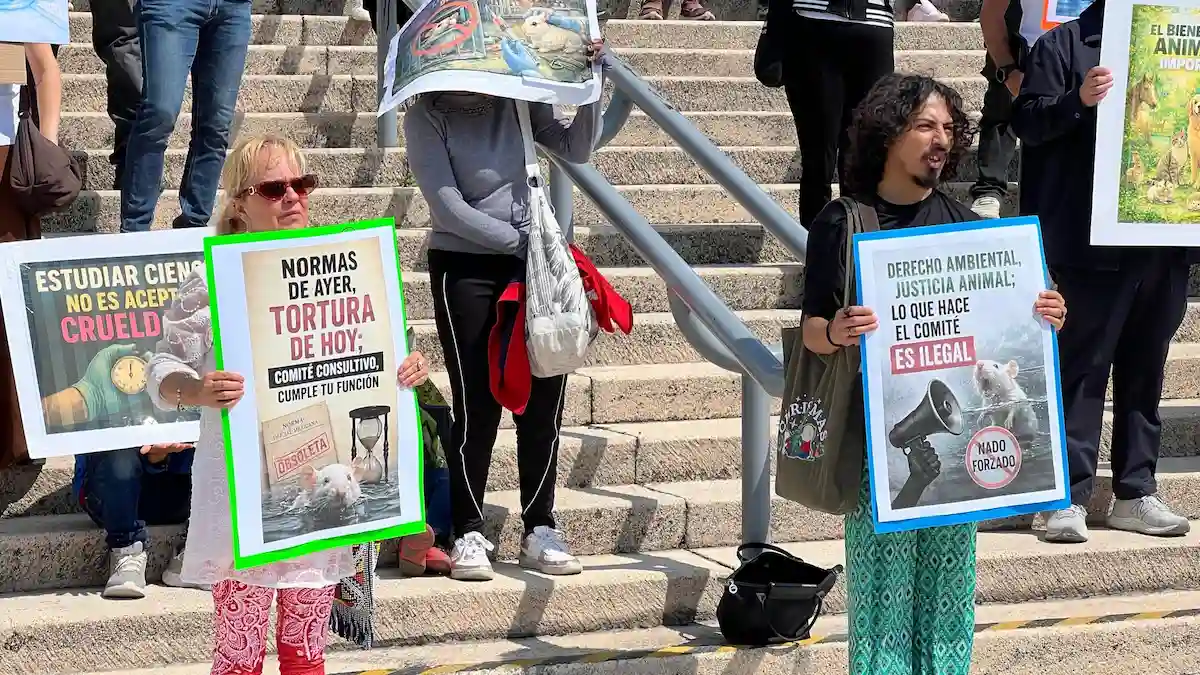 Animalistas vuelven a protestar contra Prueba de Nado Forzado de la BUAP