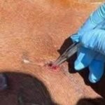Detectan primer caso de gusano barrenador en CDMX; México acumula 235 casos de miasis en humanos La Secretaría de Salud confirmó el primer caso humano de gusano barrenador en la Ciudad de México. IMAGEN: vía N+.