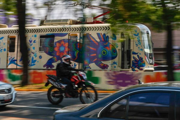 A pesar de la 'ajolotización' en la capital, la especie endémica corre grave peligro de extinción. FOTO: EFE.