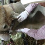 Suman más de 500 casos de gusano barrenador; perros son los más afectados. IMAGEN: N+.