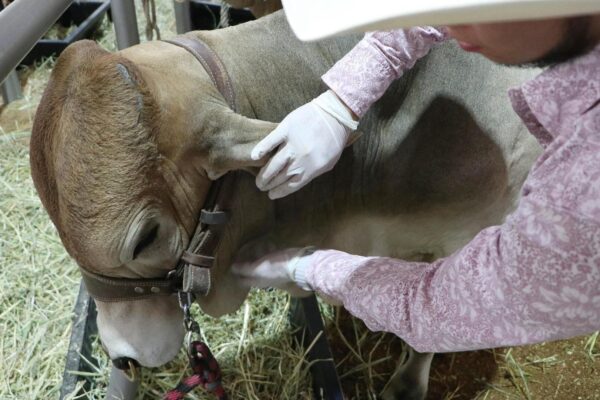 Suman más de 500 casos de gusano barrenador; perros son los más afectados. IMAGEN: N+.