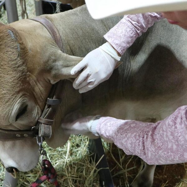 Suman más de 500 casos de gusano barrenador; perros son los más afectados. IMAGEN: N+.