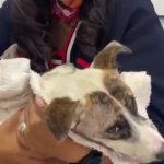 Cae Raymundo N. en Atlixco por el cruel ataque con balines que mató a la perrita “Blanquita”.