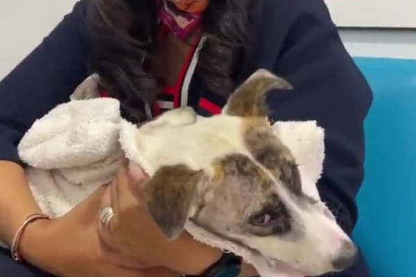Cae Raymundo N. en Atlixco por el cruel ataque con balines que mató a la perrita “Blanquita”.