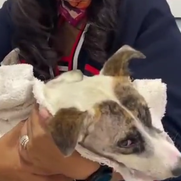 Cae Raymundo N. en Atlixco por el cruel ataque con balines que mató a la perrita “Blanquita”.